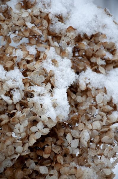 Photocircle Poster / Leinwandbild - snowy hydrangea flowers 2 of 2 - Hortensie