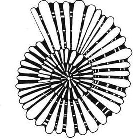 Photocircle Poster / Leinwandbild - Mantika Muschel