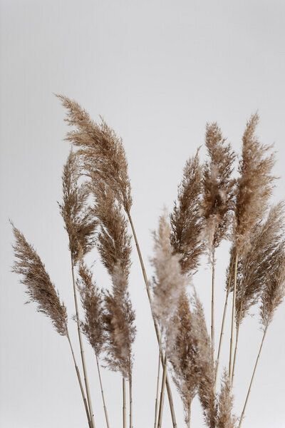 Photocircle Poster / Leinwandbild - Pampas reed in the WIND