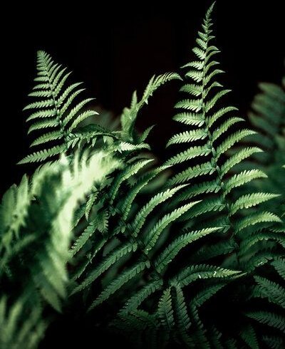 Photocircle Poster / Leinwandbild - Farn 2