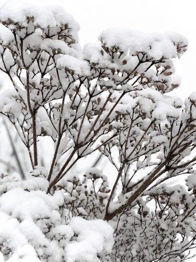 Photocircle Poster / Leinwandbild - SNOWY white flower branches