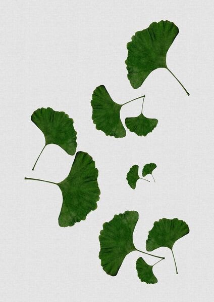 Photocircle Wandbild / Kunstdruck / Poster / Leinwand - Ginkgo Leaf I