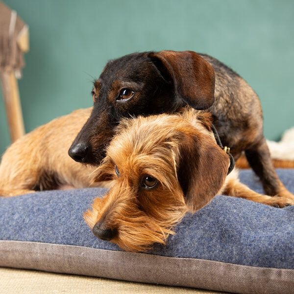 nahtur-design Dinkelkissen Für Hunde | natürliches Hundekissen