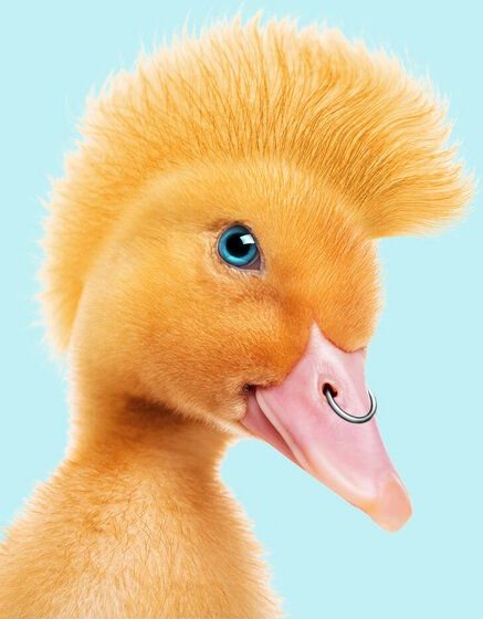 Photocircle Wandbild / Kunstdruck / Poster / Leinwand - Punk Ente