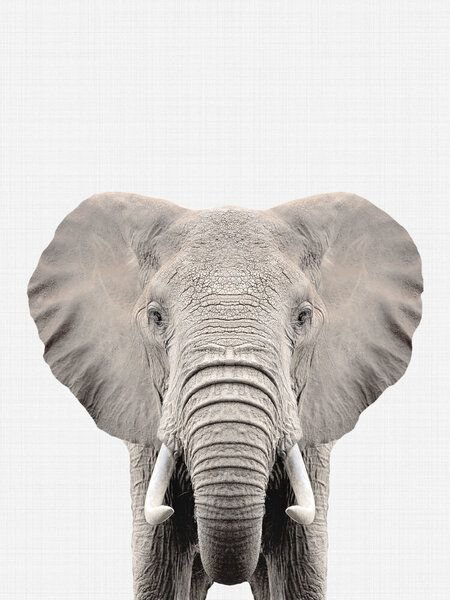 Photocircle Poster / Leinwandbild - Elephant