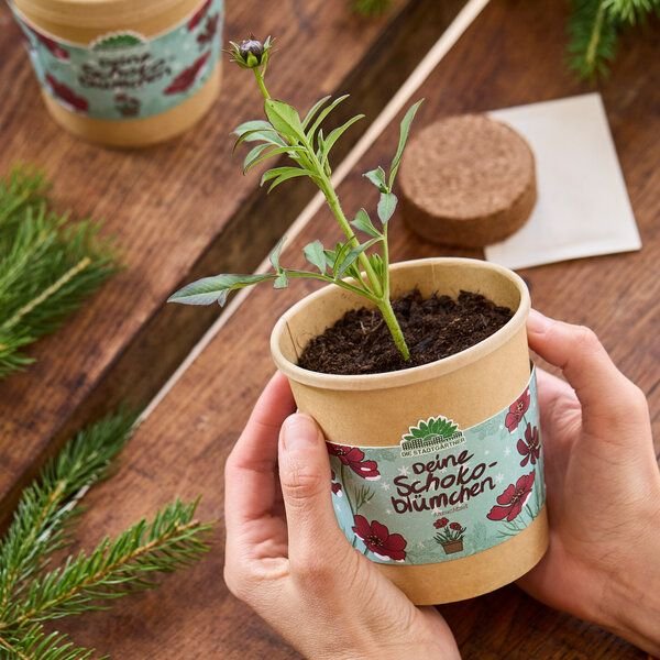 Die Stadtgärtner Schokoblumen aus dem Becher I Anzuchtset I Nachhaltiges Weihnachtsgeschenk