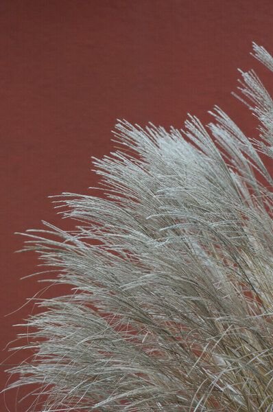 Photocircle Poster / Leinwandbild - grasses in the WIND - terracotta