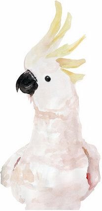 Photocircle Poster / Leinwandbild - Mantika Kakadu