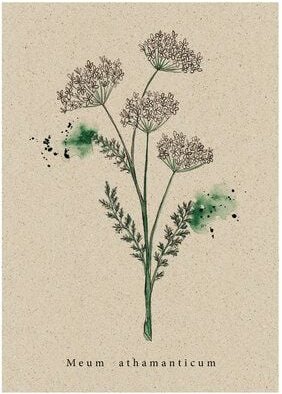 matabooks® Vintage botanische A6 Postkarte mit Blumenmotiv aus nachhaltigem Graspapier