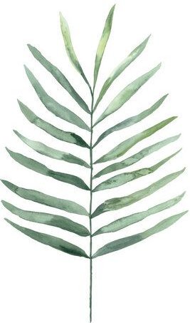 Photocircle Poster / Leinwandbild - Mantika Botanical Farn