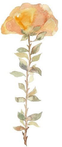 Photocircle Poster / Leinwandbild - Gelbe Pfingstrose