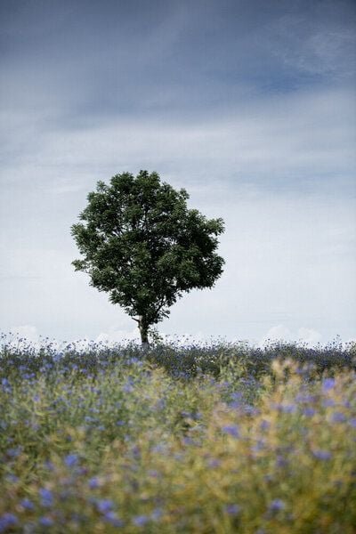 Photocircle Poster / Leinwandbild - Summer Meadow