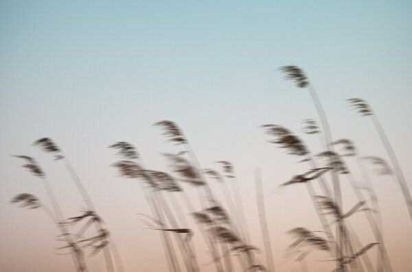 Photocircle Poster / Leinwandbild - Reeds in the Wind