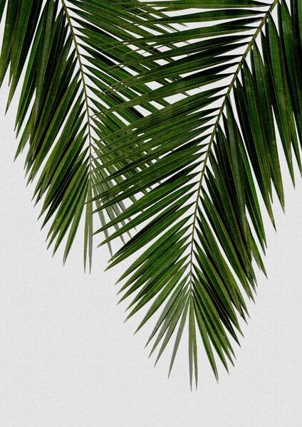 Photocircle Wandbild / Kunstdruck / Poster / Leinwand - Palm Leaf II