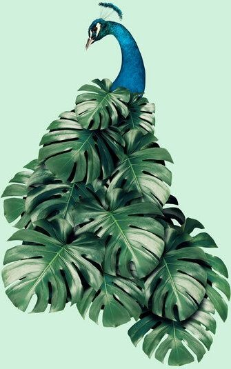 Photocircle Wandbild / Kunstdruck / Poster / Leinwand - Monstera Vogel