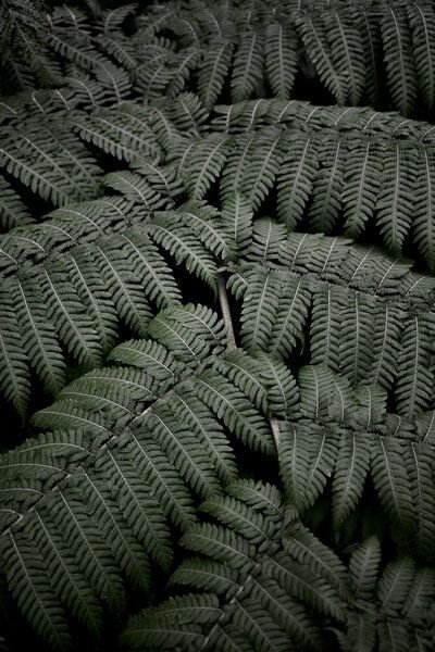 Photocircle Poster / Leinwandbild - Tropical Garden 4/5