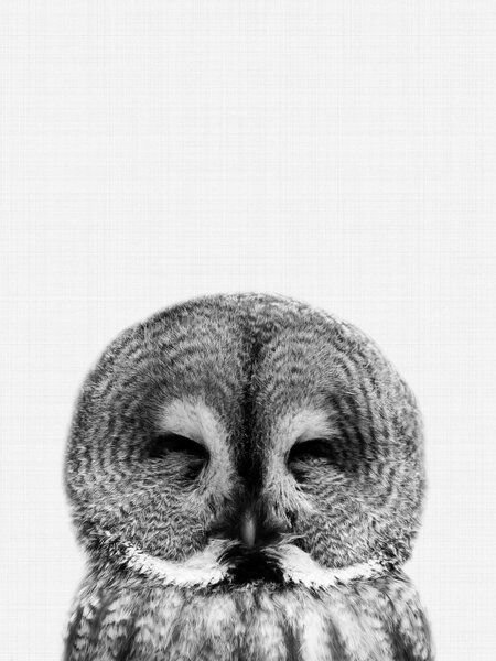 Photocircle Poster / Leinwandbild - Owl (Black and White)