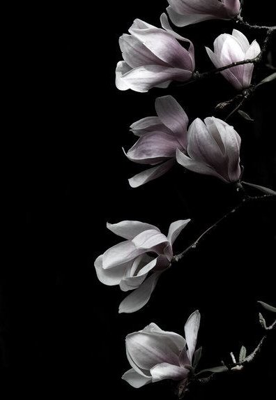 Photocircle Poster / Leinwandbild - MAGNOLIA on black