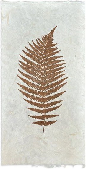 Veskor Cassiopeia FARN Blatt Linoldruck | 25 x 50 cm | Kupfer auf Naturweiß