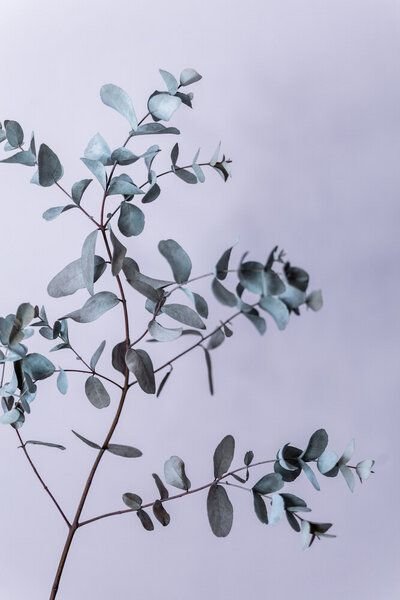 Photocircle Poster / Leinwandbild - Eucalyptus 13