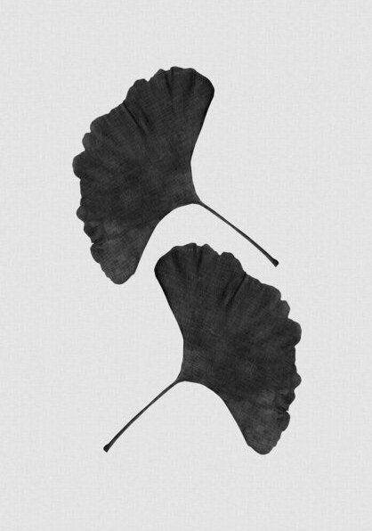 Photocircle Wandbild / Kunstdruck / Poster / Leinwand - Ginkgo Leaf Black & White II