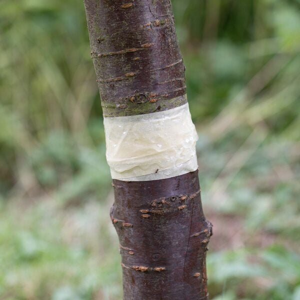 Andermatt Biogarten Ameisenbarriere – Insektenleim zur Anwendung am Baumstamm als mechanische Aufstiegsbarriere