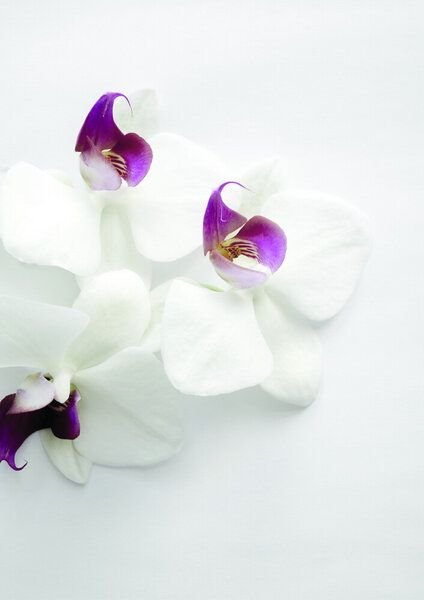 Photocircle Poster / Leinwandbild - White Wild Orchid