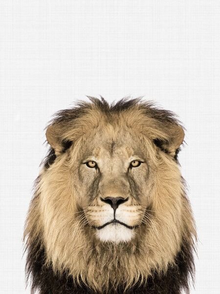 Photocircle Poster / Leinwandbild - Lion