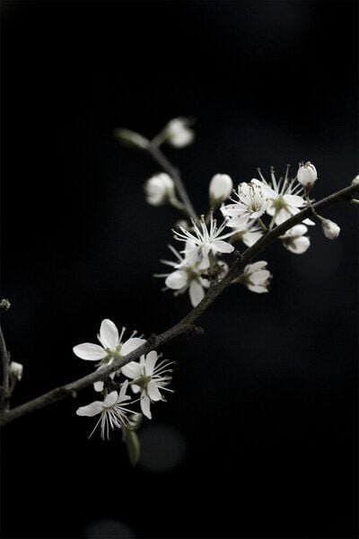 Photocircle Poster / Leinwandbild - White Loves Black