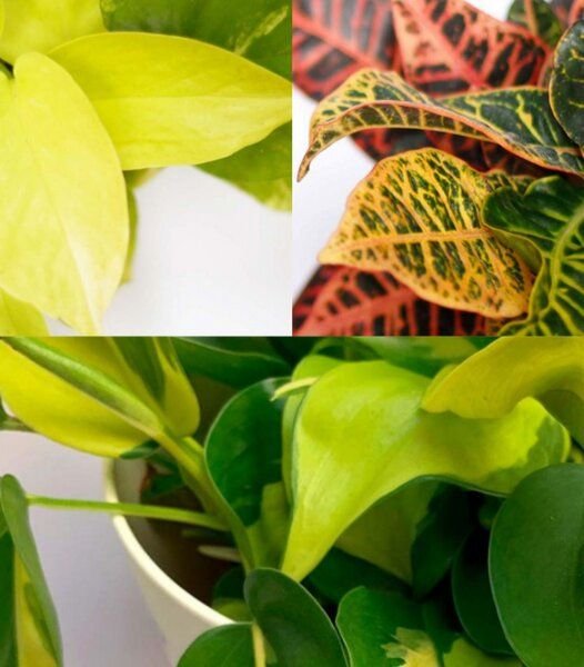 CitySens 3er-Pack Freude Limette