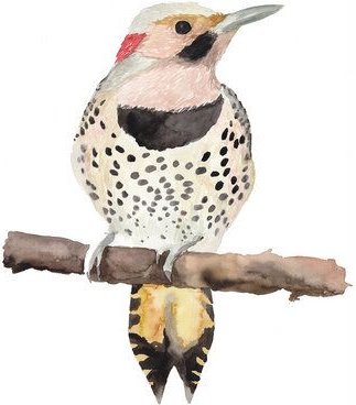 Photocircle Poster / Leinwandbild - Skandi Vogel