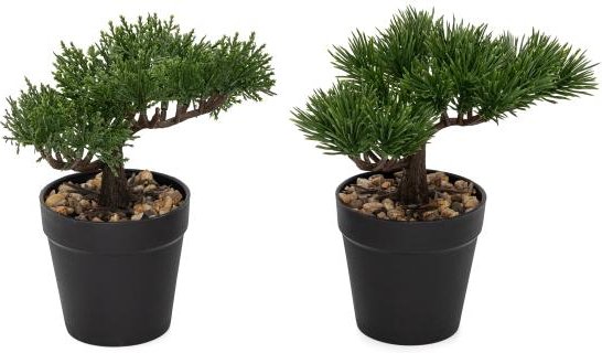 2er Set Bonsai Kiefer und Zeder