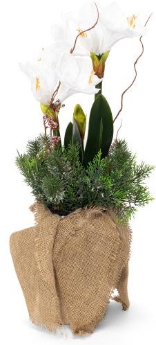 Amaryllisarrangement 2tlg. 70cm weiß