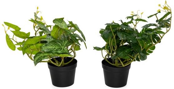 Set Splitphilodendron Hänger und Alocasia Hänger