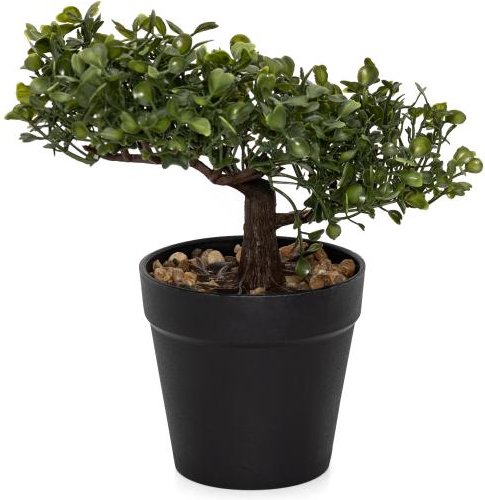 Bonsai Buchsbaum Teeblatt