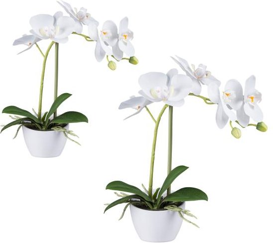 2er Set Orchidee weiß
