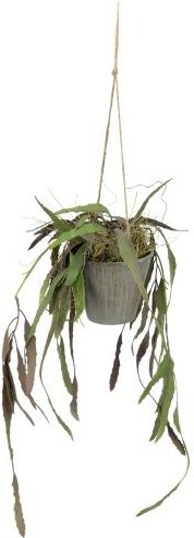 Rhipsalis Red Coral Hängetopf