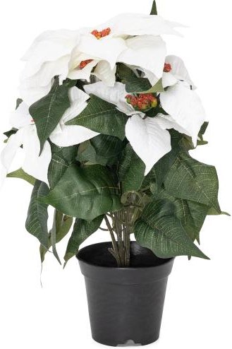 Poinsettie im Topf 37cm weiß