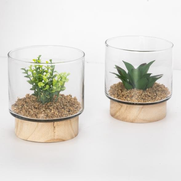 Sukkulente im Glaszylinder