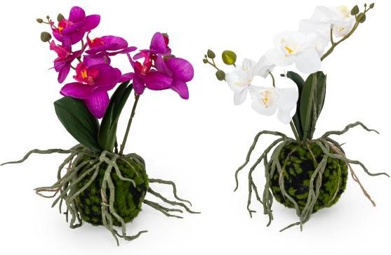 Phalaenopsishänger im Ballen 2tlg.