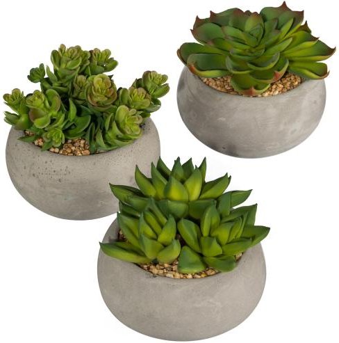 Sukkulenten 3er Set