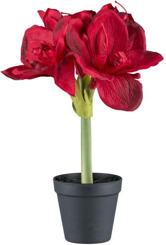 Thumbnail - Amaryllis rot im Topf 32cm