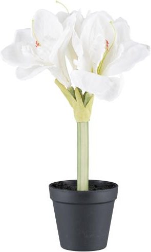 Amaryllis weiß im Topf 32cm