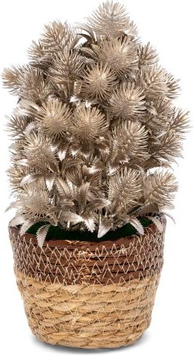 Dekopflanze Tanne gold 27cm