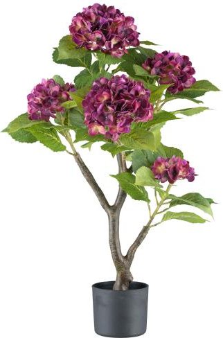 Hortensienbusch im Topf