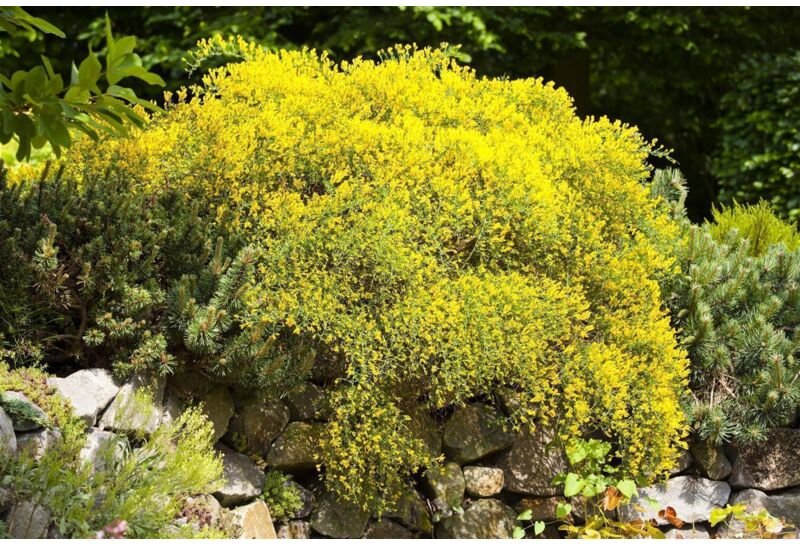 Genista pilosa 'Vancouver Gold' c 2 20-30