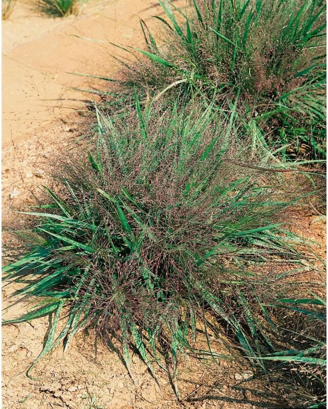 Eragrostis spectabilis p 0,5