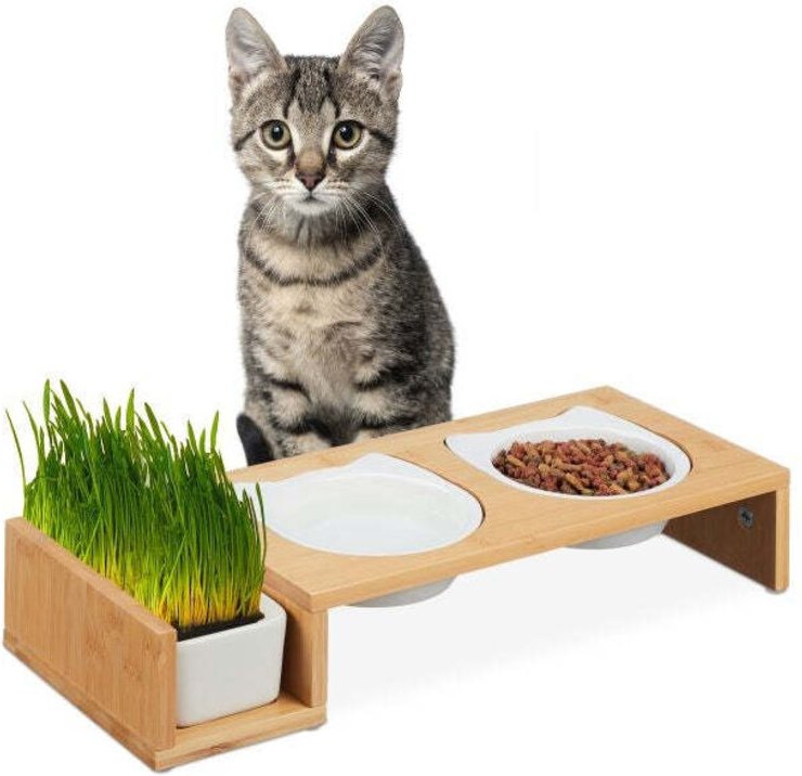 Katzenfutterstation und katzengrasnapf