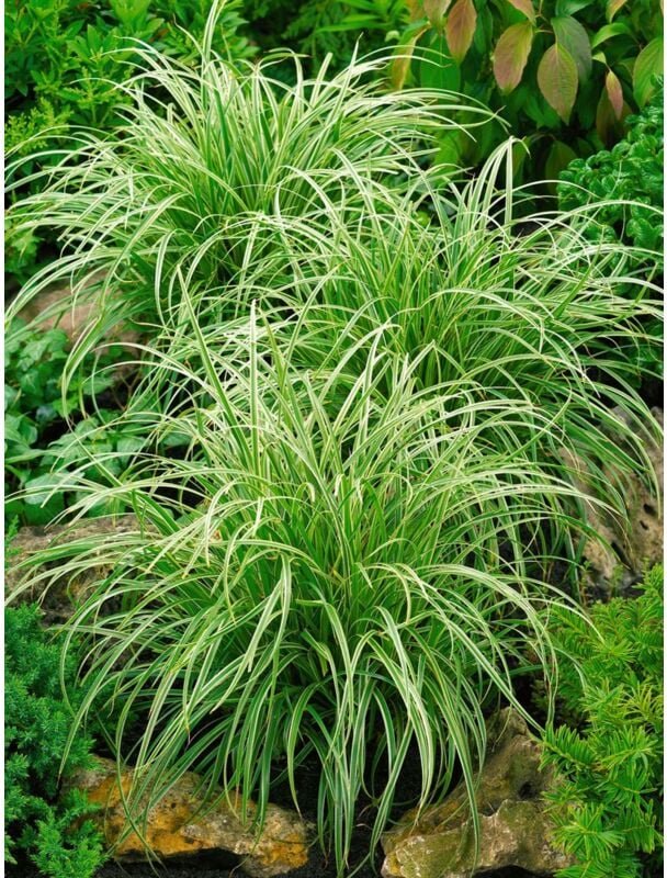 Sonstige - Carex morrowii 'Silver Sceptre' C2