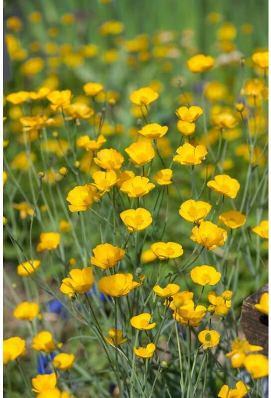 Ranunculus gramineus p 0,5